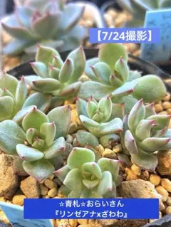 2026年最新】リンゼアナ おらいの人気アイテム - メルカリ