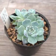 rocca様 リクエスト 2点 まとめ商品