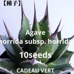 アガベ ホリダsspホリダ　種子10粒プラス1粒　輸入メキシコ産のサムネイル