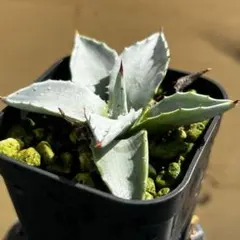 アガベ　モンタナ　選抜 アガベ モンタナ 選抜