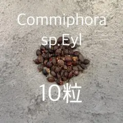 1828コミフォラ エイル Commiphora spp 実生株 1828コミフォラ エイル Commiphora spp 実生株 - メルカリ