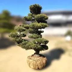 2026年最新】五葉松の人気アイテム - メルカリ