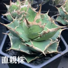 2026年最新】タランチュラ アガベの人気アイテム - メルカリ