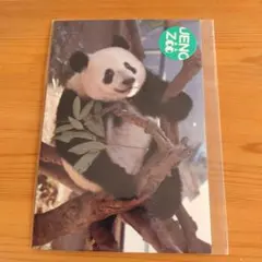 上野動物園★パンダ★シャンシャンクリアファイル、ポストカード、ノベルティ他大量 Amazon.co.jp: シャンシャン クリアファイル セット 上野動物園
