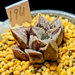 2109 ナイルの一滴 実生多肉植物 ハオルチア アロエ - メルカリ