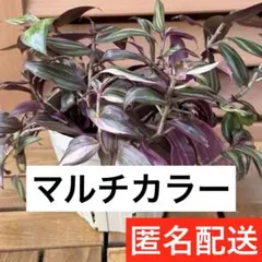 Fracazzano Multicolor フラカザノ マルチカラー ミニ苗木 - メルカリ