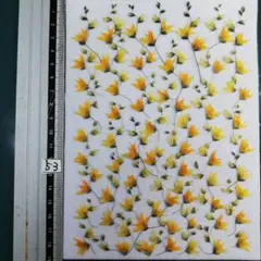 メラスフェルラ　 NO53 2025年つぼみ付き 押し花 押し花素材