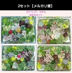 ★多肉植物★ 詰め合わせ 寄せ植え カット苗 お任せセット 2セットのサムネイル