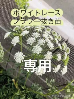 るるれれろ様専用