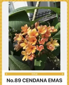 Plumeria CENDANA EMAS カット苗 Plumeria CENDANA EMAS カット苗 - メルカリ