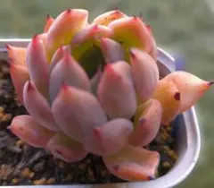 ⭐︎第二弾⭐︎ 選べる！！プラグ苗(抜き苗) 多肉植物　ランダム発送 桜雪 多肉植物 プラグ苗(抜き苗)3苗 ランダム発送 - メルカリ