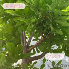 【元気な苗木】クヌギ 苗木 どんぐりから発芽 匿名配送のサムネイル