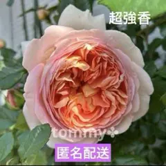 ER アブラハムダービー 挿し穂 2本 挿し木幼苗から育てるERアブラハムダービー｜そだレポ（栽培