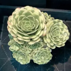 2026年最新】観葉植物 アエオニウムの人気アイテム - メルカリ