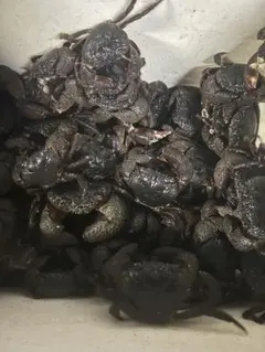 佐渡産活サザエ 殻付き5キロ6900円❗️ - メルカリ