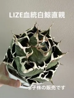 2025年最新】アガベ高級株の人気アイテム - メルカリ