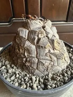 2025年最新】亀甲竜 現地球の人気アイテム - メルカリ