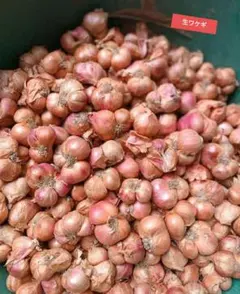 農家も始められるワケギ球根（種球）5キロ - メルカリ