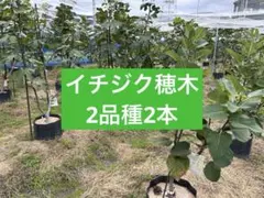 2026年最新】穂木 イチジクの人気アイテム - メルカリ