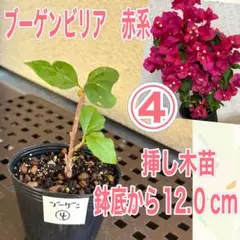 2025年最新】ブーゲンビリア 苗の人気アイテム - メルカリ
