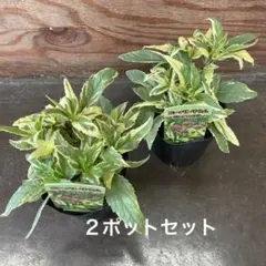 ユウパトリウム ピンクフロスト　２ポットセットのサムネイル