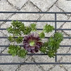 s*7様 多肉植物 アエオニウム カット苗セット ◎メルカリ便◎