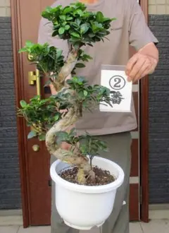 観葉植物 ガジュマル 12号鉢 多幸の木 盆栽 - メルカリ