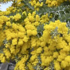 パールアカシア　ミモザ　三連休セール中！