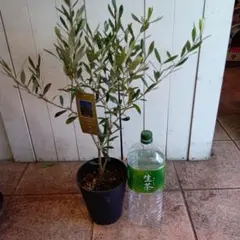 2025年最新】オリーブ エルグレコの人気アイテム - メルカリ