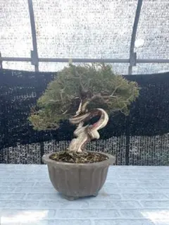 盆栽 さつき サツキ 皐月 愛の月 - メルカリ
