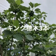 Tashkentイチジク いちじく 穂木 苗 極太穂木！ 超希少樹種 イチジク Tashkent 穂木 - メルカリ