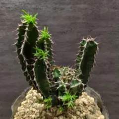 ムランジーナ　ユーフォルビア　実生　希少株　サボテン　アガベ　多肉植物 ムランジーナ ユーフォルビア 実生 希少株 サボテン アガベ 多肉植物