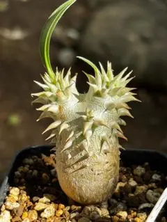 パキポディウム 恵比寿大黒 実生 良株 塊根植物 コーデックス 多肉植物