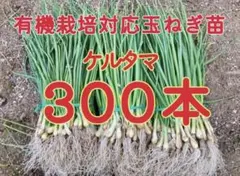 2025年最新】玉ねぎ苗 晩生の人気アイテム - メルカリ