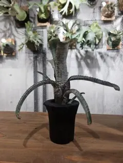 2025年最新】aechmea nudicaulisの人気アイテム - メルカリ