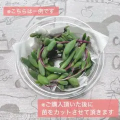 多肉植物 ルビーネックレス カット苗 寄せ植え