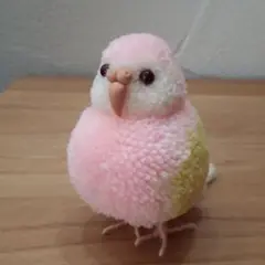 小鳥ぼんぼん　アキクサインコ