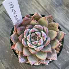 札付き❤️大苗✨コロラータ✕魅惑の月✨ 274.多肉植物＊コロラータ×クロノス【根付き苗】 - メルカリ