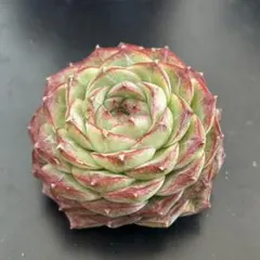 TKO様 リクエスト 9点 まとめ商品