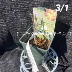 スモークツリー　ゴールデンレディ♥️ 希少品種　輸入苗木　H110 スモークツリー ゴールデンレディ♥️ 希少品種 輸入苗木 H110 - メルカリ