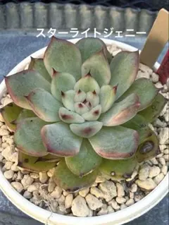 ❣️スターライトジェニー❣️現品 エケベリア 寄せ植え 多肉弁当 多肉植物