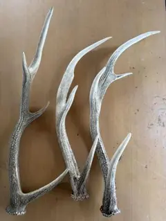 天然 ニホンジカ 鹿角 約50cm ミニ セット - メルカリ