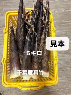 朝掘り 筍 たけのこ 産地直送 新鮮 - メルカリ