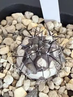 2026年最新】コピアポア シネレアの人気アイテム - メルカリ