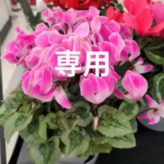 tomy様の専用ページ