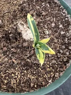 ふみさん専用　グロリオサ　散斑の芋 2025年最新】グロリオサ 散り斑の人気アイテム - メルカリ