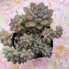 多肉植物　だるま姫秀麗×メキシコミニマ抜き苗♡*.゜子沢山もりもり❤︎❤︎