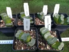 【ポットごと】ハオルチア 大窓玉扇 6鉢セット【沖縄離島不可】のサムネイル