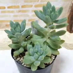 mi様 リクエスト 2点 まとめ商品