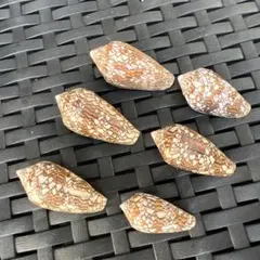 イモガイ ショクコウミナシ 貝殻 約3cm~5cm
